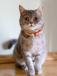 cat image.jpg