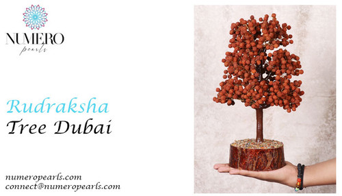 Rudraksha Tree Dubai.jpg