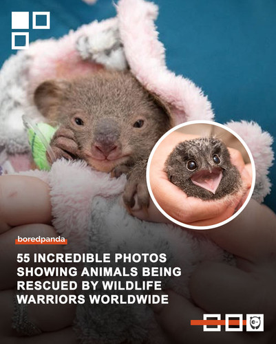 rescued animals wildlife warriors worldwide.jpg