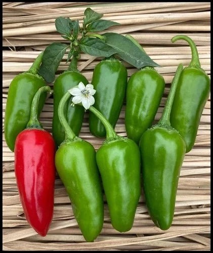 chili bull.jpg