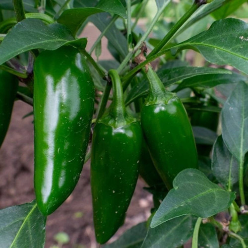 55 mirchi seeds arshiayat origin.jpg