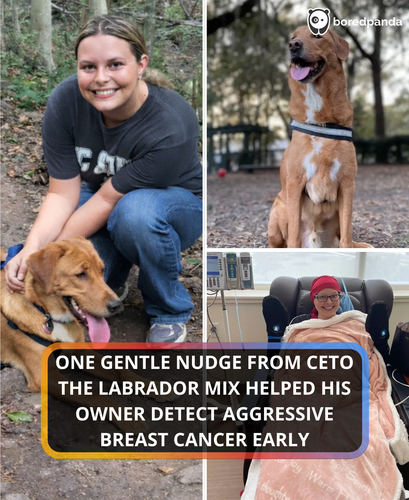 01. Dog saves owner's life by detecting breast cancer.png