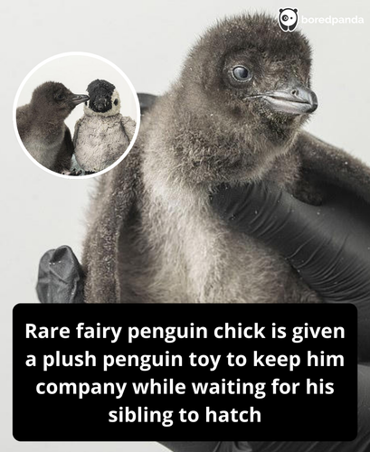 116. Penguin given a toy to wait for the sibling.png