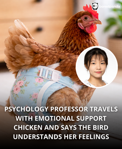 120. 120. Professor travels with an emotional support chicken can only dogs be emotional support .png