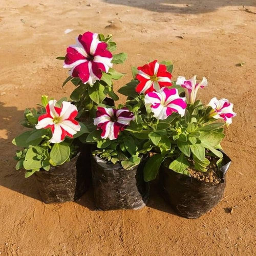 71V1iwEyzXL.jpg
