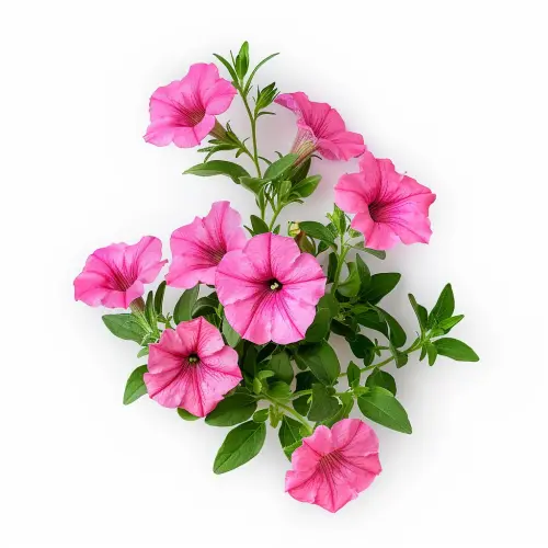142 graines petunia nain rose fond blanc.webp