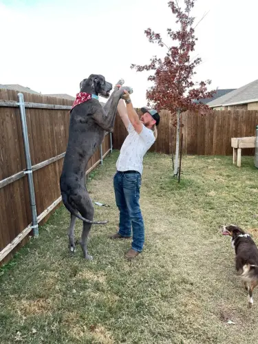 world tallest dog te 220519 b986d8.webp