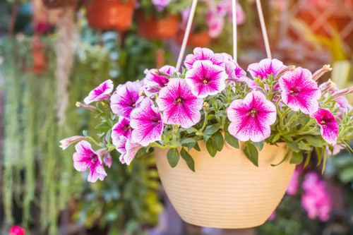 istockphoto 1299188385 612x612.jpg