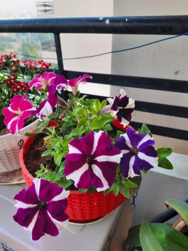 petunia flower 1697043222 7126195.jpg