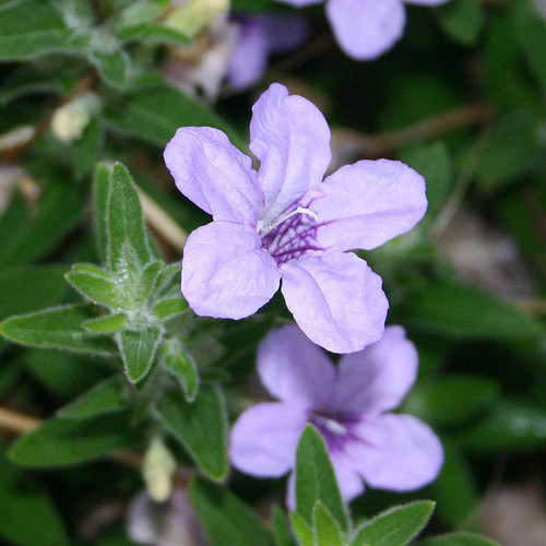 Wild petunia.jpg