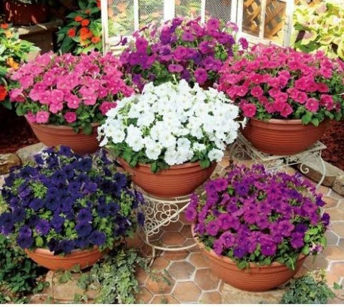 Petunia F1 Multi Fenice Mix.jpg