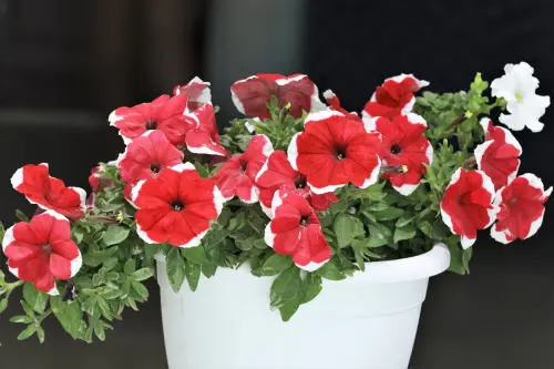 Well maintained magnificent Red Petunia Flowers in a Bunch 0 1200.jpg.webp