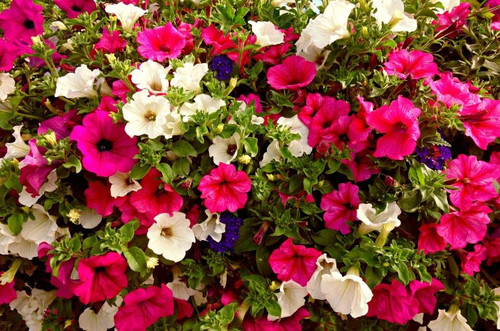 Petunia Plant Information 1200x630 Copy.jpg