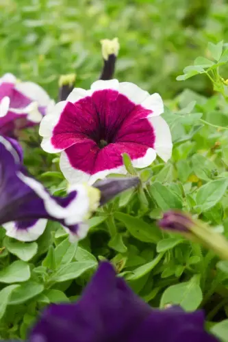 white maroon petunias garden petunia close up white maroon petunia flower garden petunia flower blur.webp