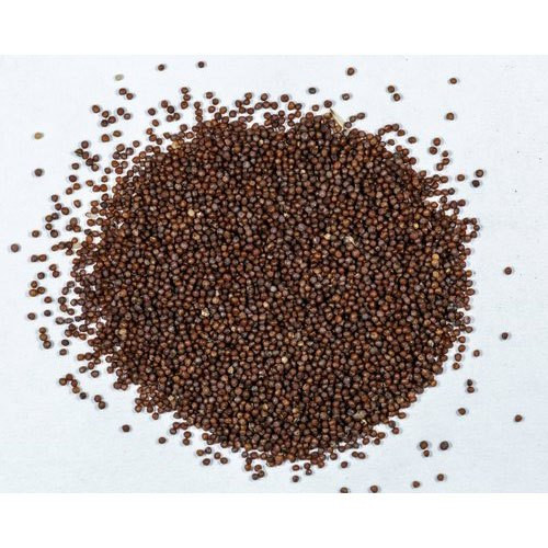 petunia seed.jpg