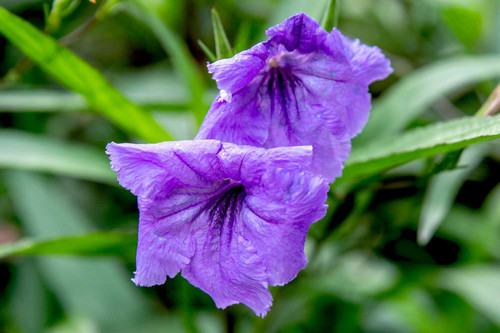 mexican petunias growing guide 5198750 hero 82a52f6ba8ea4b2bb5627bb8af0065af.jpg