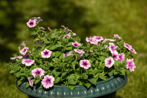 petuniacontainergrowing header 2.jpg