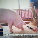 phongvan.png