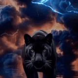 e91eefe6 0c17 4e45 9879 48ad876358cc (1).gif
