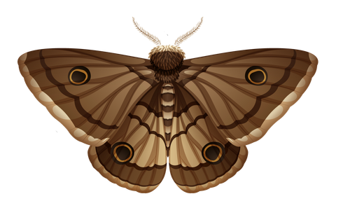 48xh c68x 210527.png