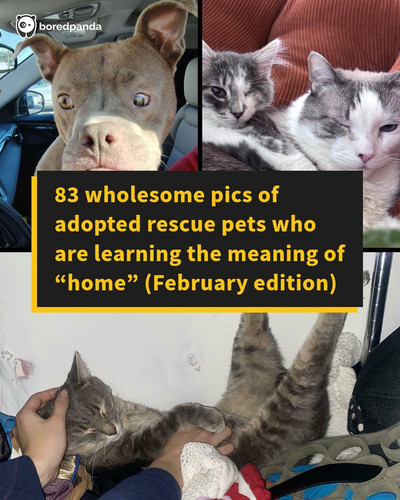 adopted animals february.jpg