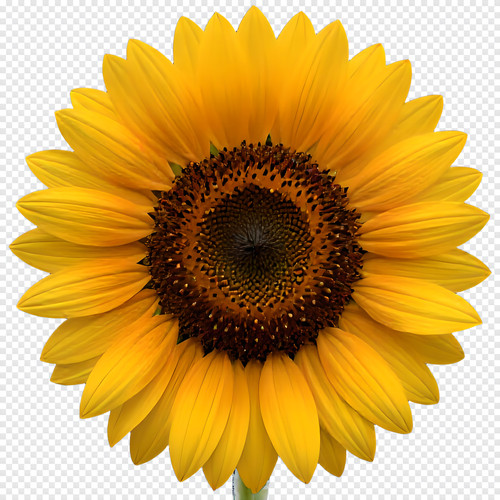 a12d4519da7d.jpg