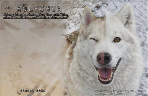 wölfchen.png