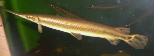 lepisosteus osseus 1.webp