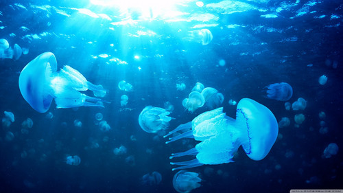 jelly fish 2 wallpaper 1600x900.jpg