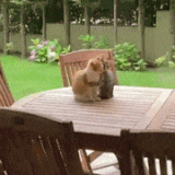 4b86a40b155a.gif