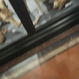 1000017735