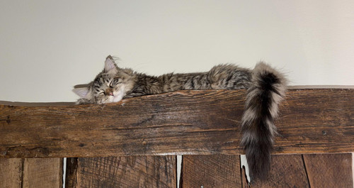 645014036 122280721406219188 1263802754778555334 n.jpg