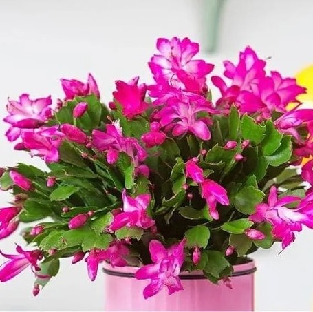 Zygo Plant MR49ZJVWKA 2025 11 22.jpg