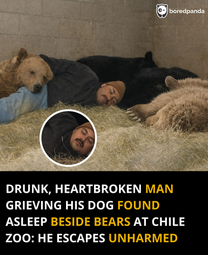 133. Man falls asleep with bears.png