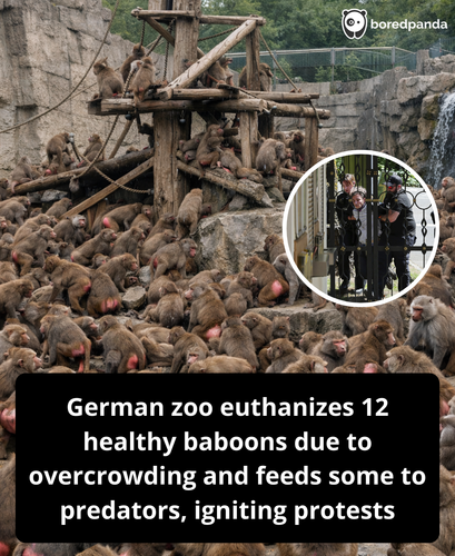 01. German zoo faces backlash over feeding baboons to lions.png