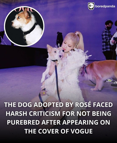 THE DOG ADOPTED BY ROSÉ FACED HARSH CRITICISM FOR NOT BEING PUREBRED AFTER APPEARING ON THE COVER O.jpg