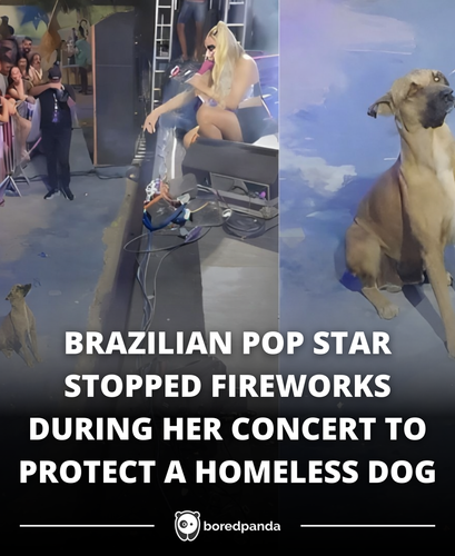 Homeless Dog Gets ‘Taken Home’ by Pop Star After Disrupting Her Concert by Being Totally Adorable.png