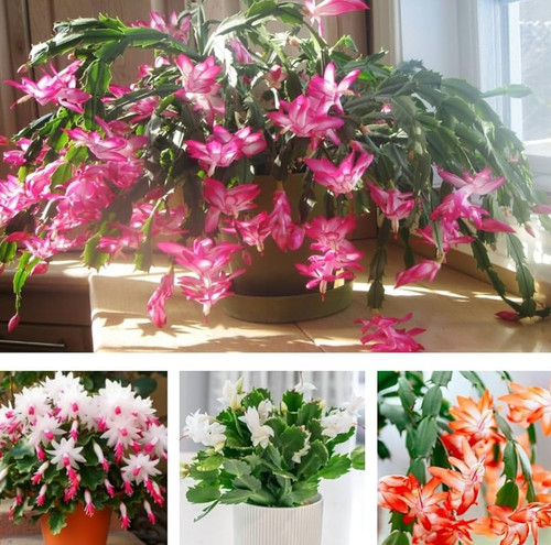 71S1Rc eW2L. AC UF1000,1000 QL80.jpg