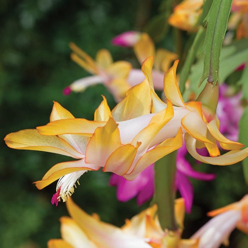 6159sjwmoCL. SL1080 .jpg