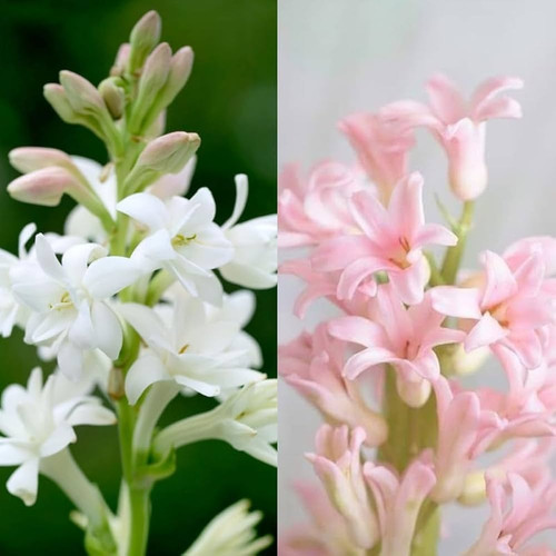 511GuVcaP6L. UF1000,1000 QL80.jpg