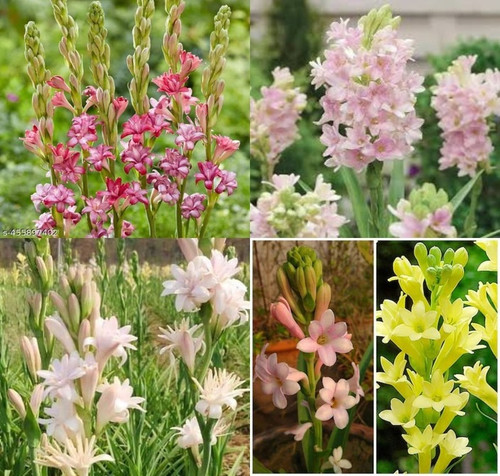 20 rajanigandha bulb seeds bulbs.jpg