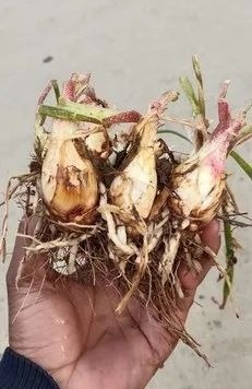 rajnigandha flower tuberose flow.jpg