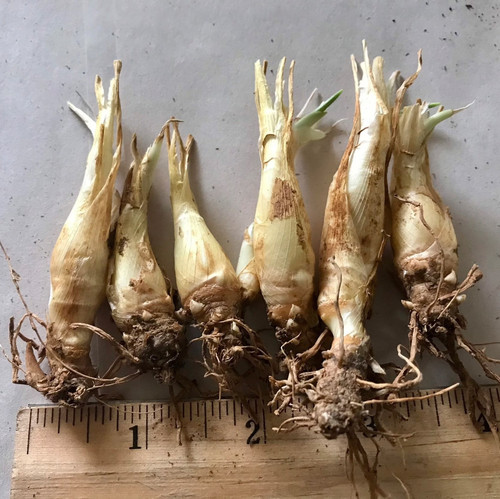 il fullxfull 3142452396 5u18.jpg