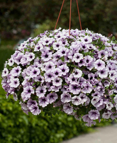 71PvkcNapML. SL1496 .jpg