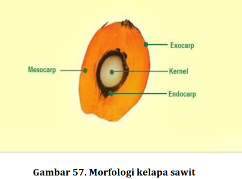 KELAPA SAWIT.png