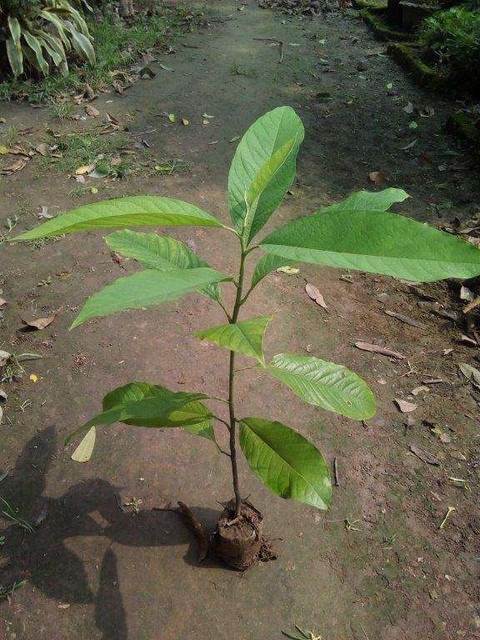 perennial no yes golden chapa 2.jpg