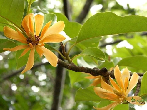 517nyT0HMIL. AC UF1000,1000 QL80.jpg