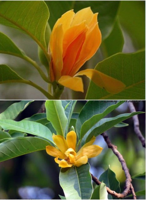 perennial no no golden champa fl.jpg
