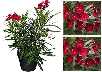 71y5n xkUeL. AC UF350,350 QL50.jpg