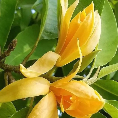 perennial no yes golden champa 5.jpg